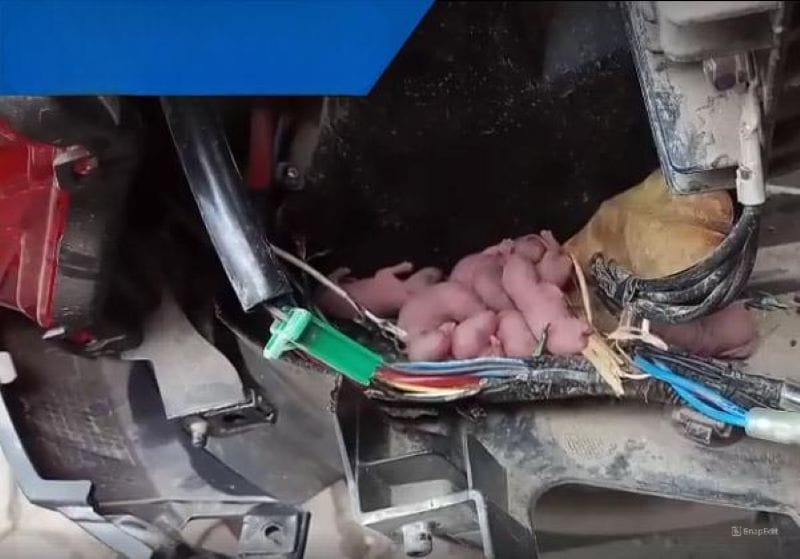 cứu hộ xe máy do chuột cắn dây Hà Nội